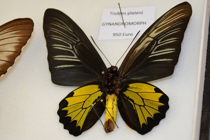 Troides plateni gynandromorph (Internet Image property of respective owner, non-commercial use only)
